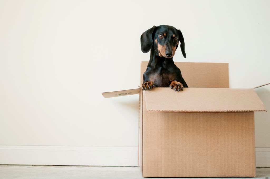 dog in moving box